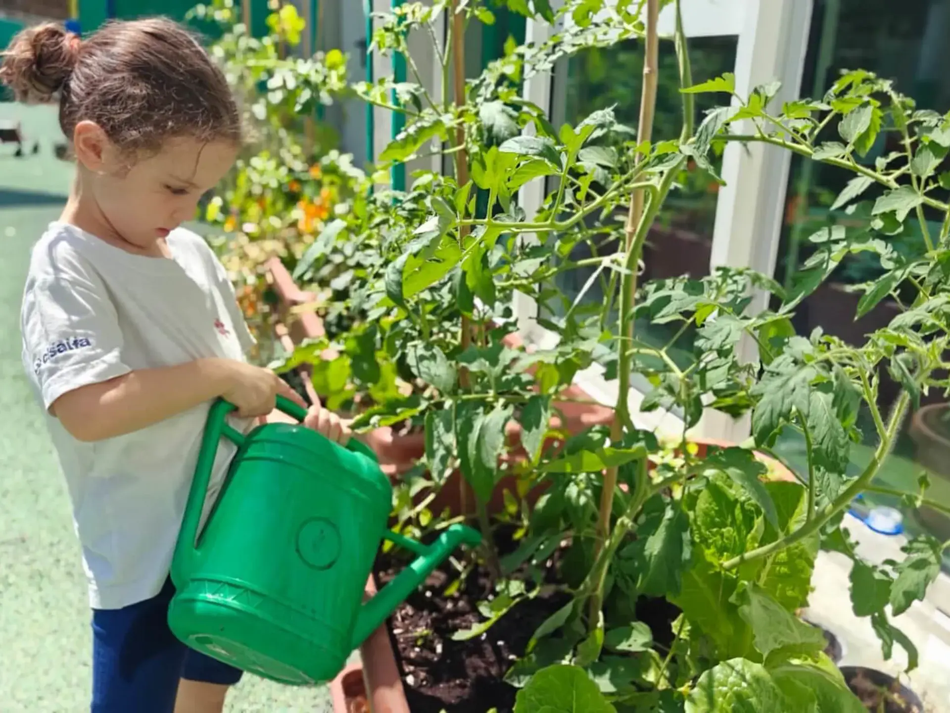 young student watering tomato plants in the school garden