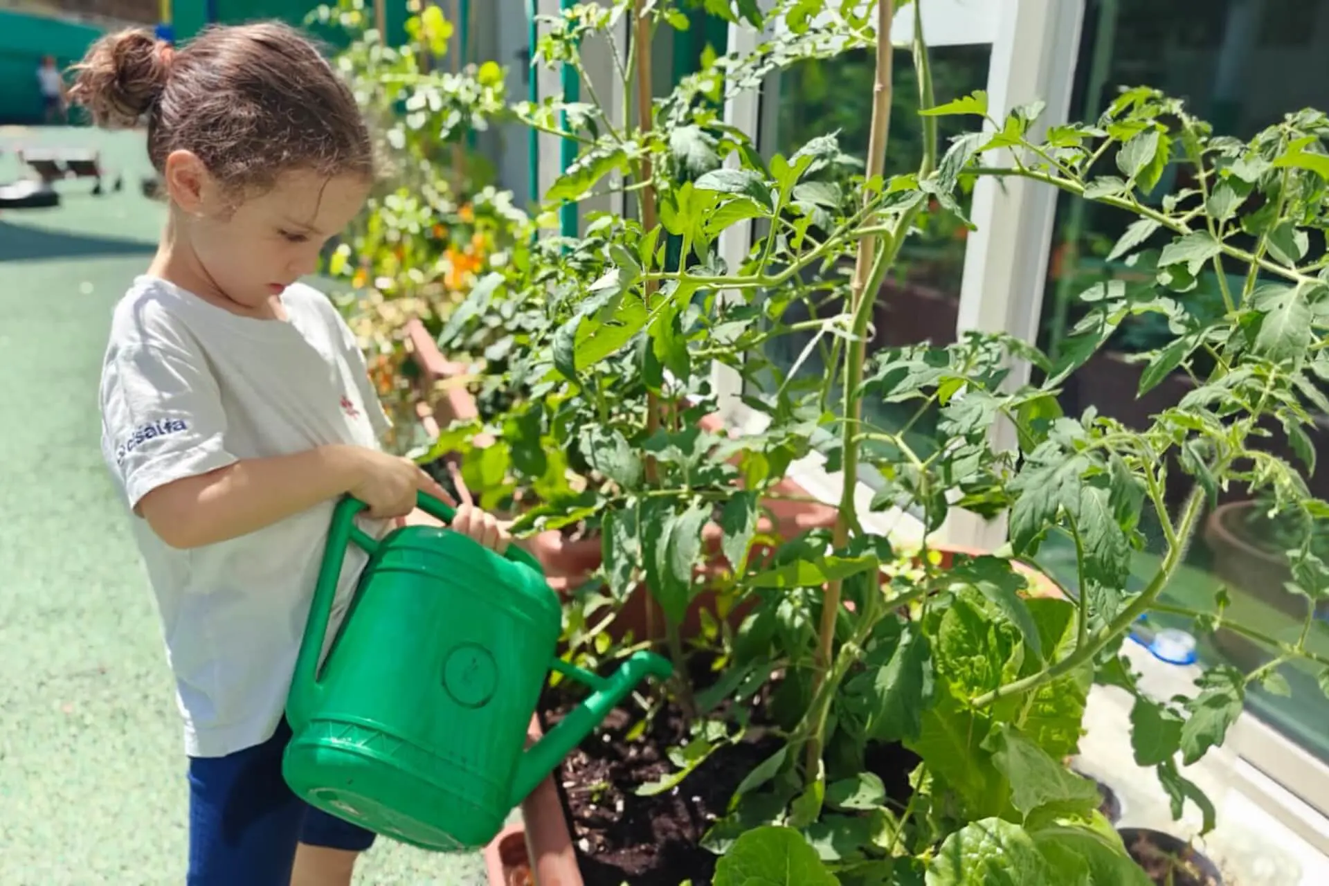 young student watering tomato plants in the garden with a green watering can.